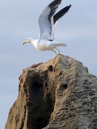 Low angle view of seagull flying