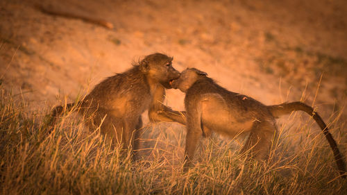 Close-up of monkeys kissing on field