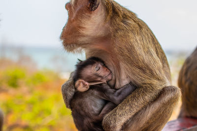 Take care for the monkey baby in thailand southeast asia