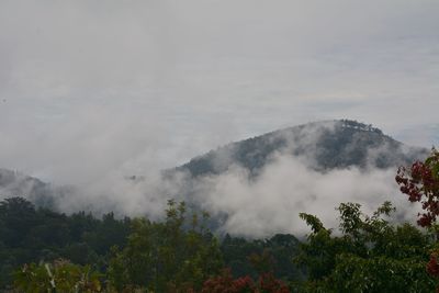 Scenic view of trees in forest against sky