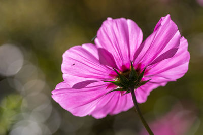 Close-up of pink flower