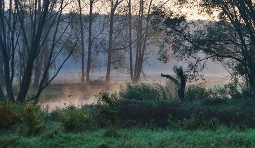 Trees on field in forest