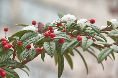 Close-up of plant