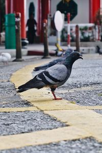 Pigeon perching on footpath