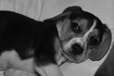 pet