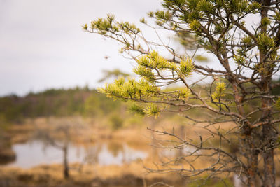 A spring landscape with a swamp with water ponds