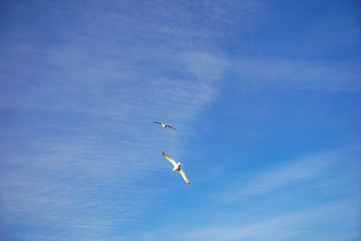 Low angle view of birds flying in sky