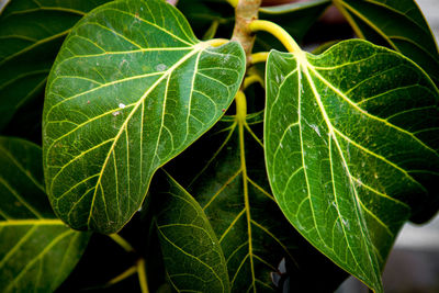Close-up of green leaves