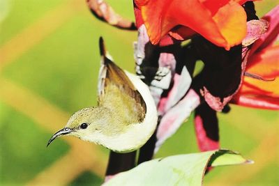 Close-up of insect on flower