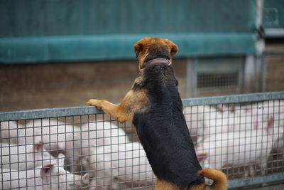 Dog looking at camera