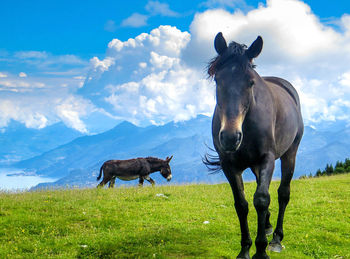 Horses on grassy field against mountains