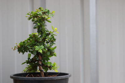 Close-up of potted plant on table against wall