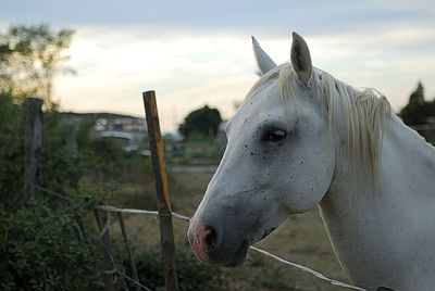 Close-up of horse against sky