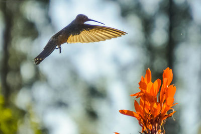 Close-up of bird flying