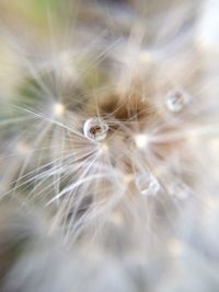 Close-up of dandelion flower