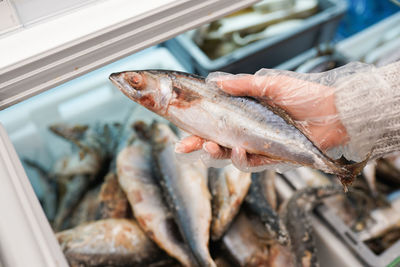 High angle view of fish for sale