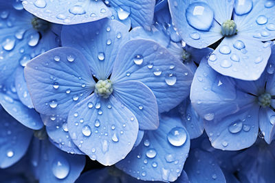 Close-up of water drops on purple flower