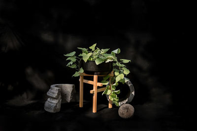 Close-up of potted plant on table