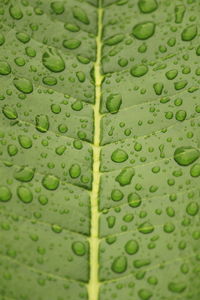 Close up shot of rain water drops on the single or lot of green leafs on the garden.
