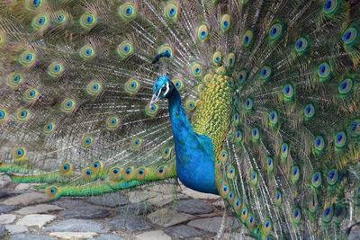 Close-up of peacock feathers