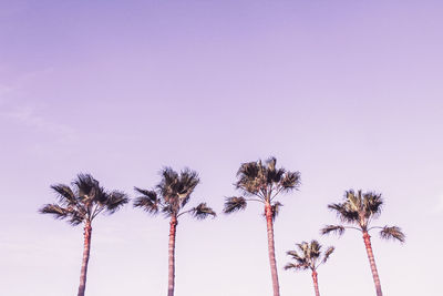 Low angle view of palm trees against sky