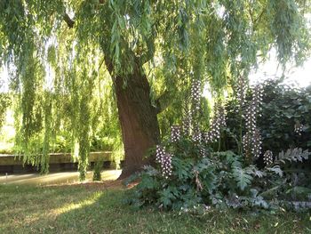 Trees growing in park