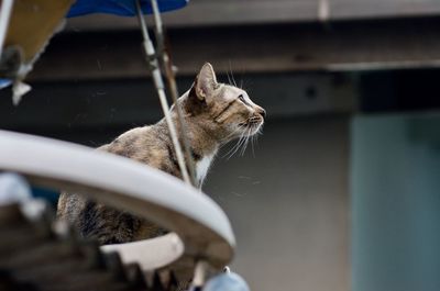 Close-up of a cat looking away