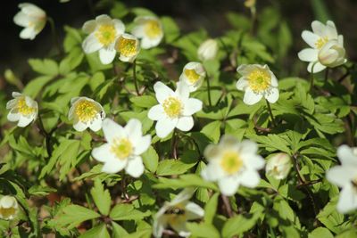 Close-up of white flowers blooming outdoors