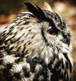 Close-up portrait of owl