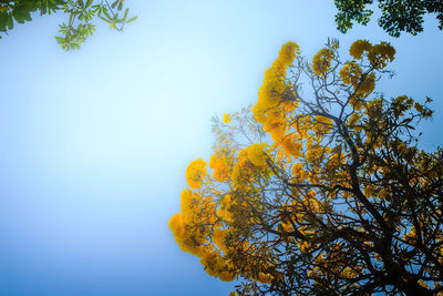 Low angle view of flowering plant against clear sky