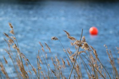 Close-up of plants against calm lake