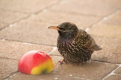 Close-up of bird perching on ground