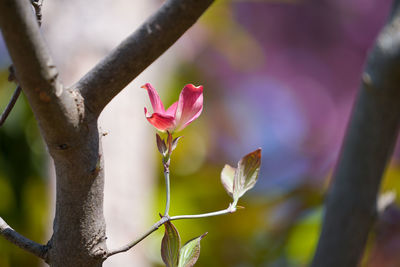 Close-up of pink flowering plant