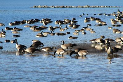 Canada geese in lake