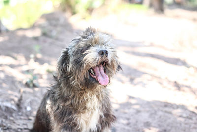 Portrait of a dog