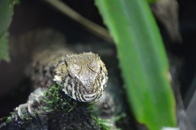 Close-up of a reptile against blurred background