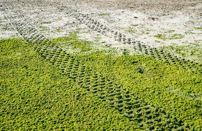 Off road car tyre track on sandy beach with algae