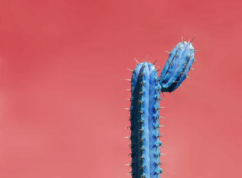 Close-up of cactus against red background