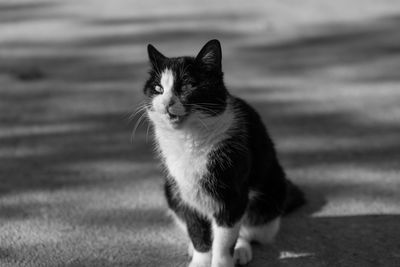 Portrait of cat