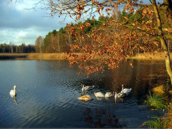 Swan swimming in lake against trees