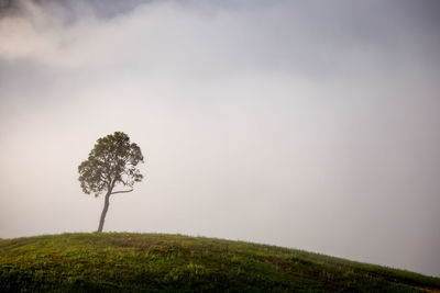 Single tree on field against sky