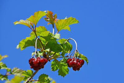 Low angle view of red berries on tree