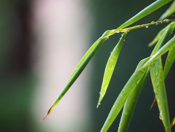Close-up of green plant growing outdoors