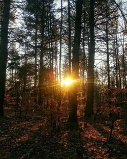 Sun shining through trees in forest
