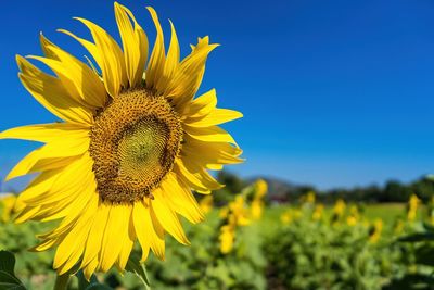Close-up of sunflower