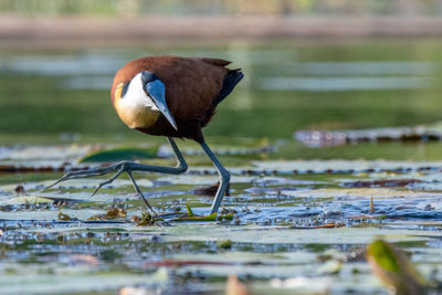 Bird perching on a lake