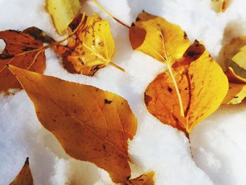 Close-up of dry maple leaves during winter