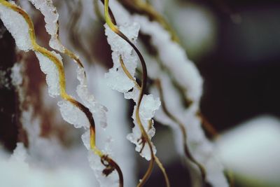 Close-up of snow on plant