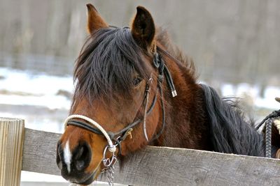 Close-up of a horse