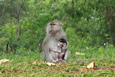 Monkey sitting on tree